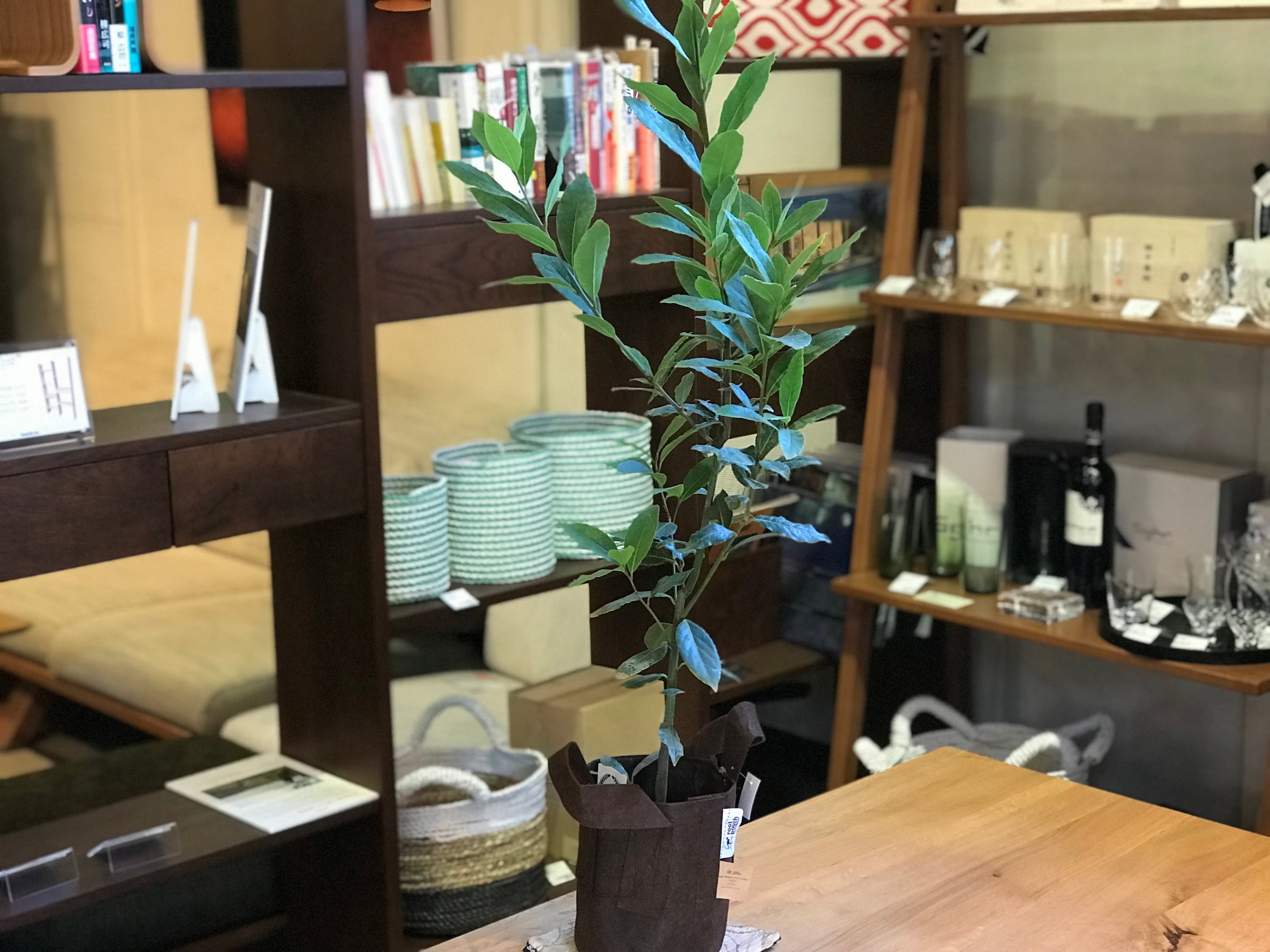 月桂樹 (ローリエ) | Interior Production SabiSabi